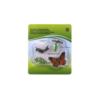 Vývoj motýľa babočky plast 19,5x22,5x2,5cm