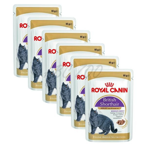 Royal Canin British Shorthair gravy v šťave 12x85g