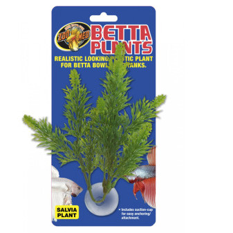 Betta Plant - Šalvia