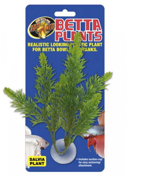 Betta Plant - Šalvia