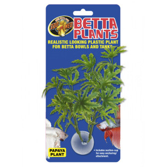 Betta Plant - Papája