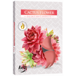 Vonná čajová sviečka Kaktusový kvet 6 ks v krabičke p15-312